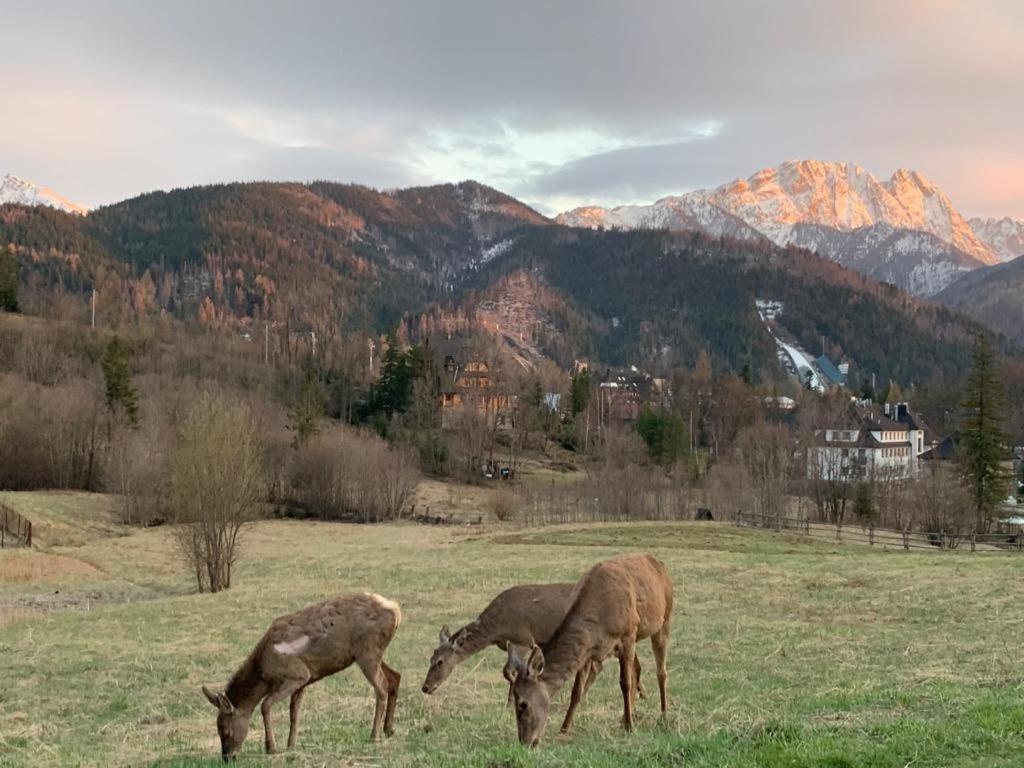 Bed and Breakfast Api IV Zakopane Exterior foto